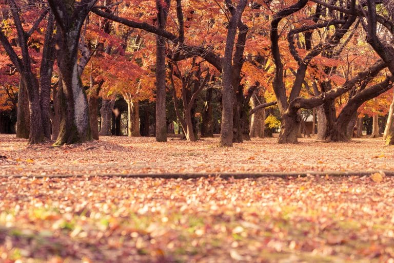 Leaves falling in a park in autumn